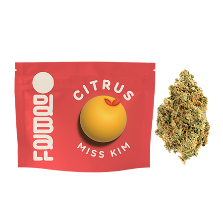 Oddball Citrus | Miss Kim